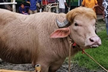 Intervensi Pemerintah Bangladesh Selamatkan “Donald Trump” dari Penyembelihan